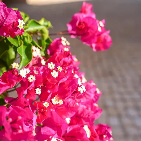 Clube Vilarosa Ξενοδοχείο 3*