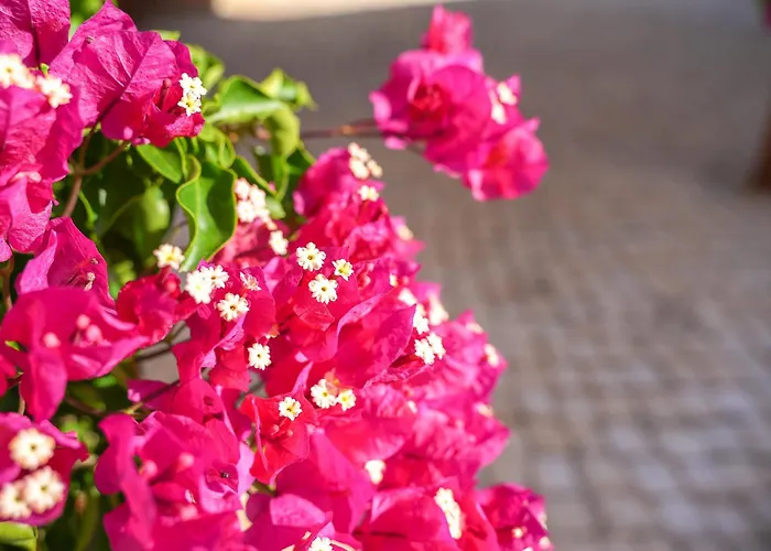 Clube Vilarosa מלון 3*